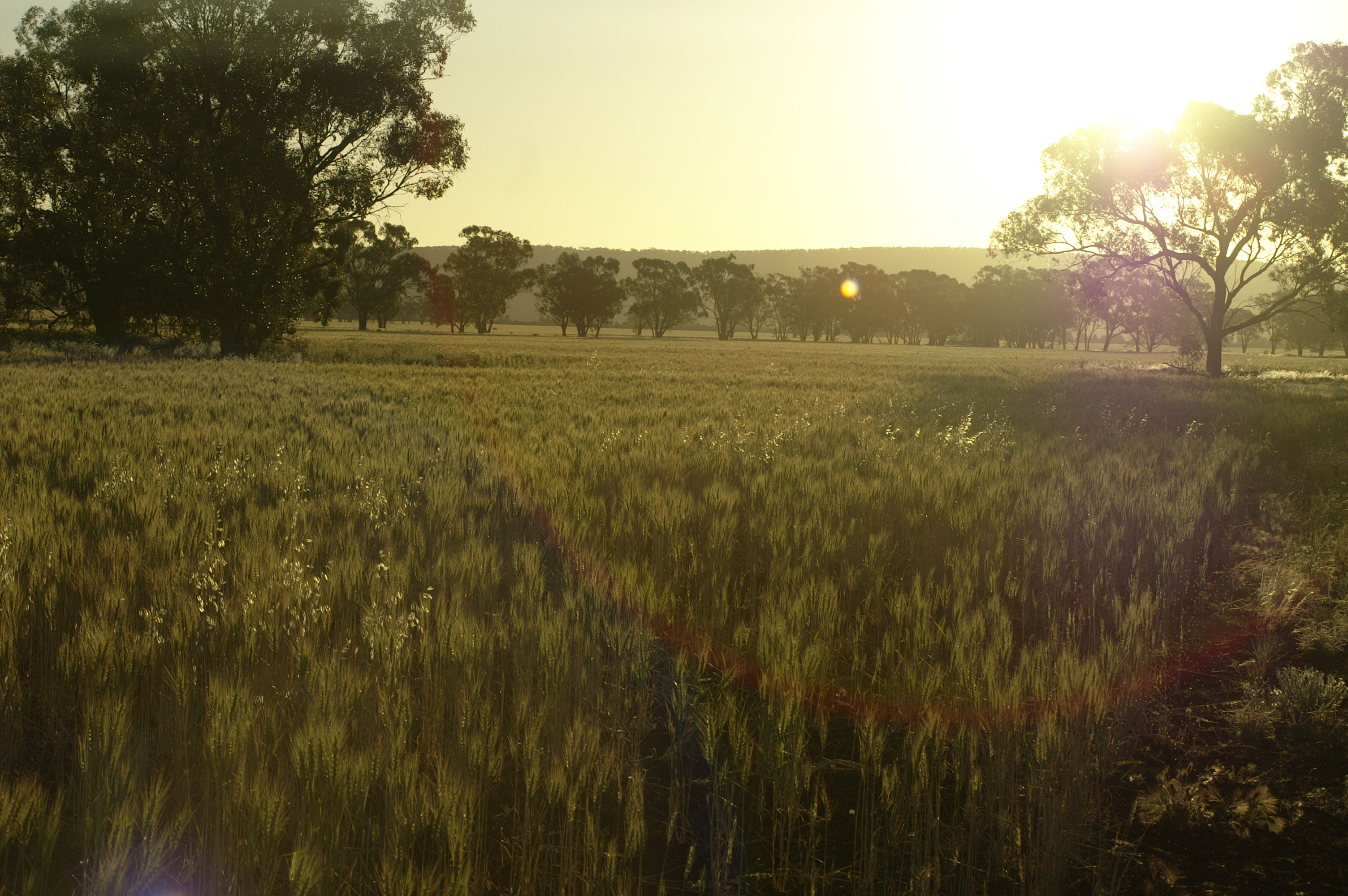 Le soleil se couche sur le champ de blé